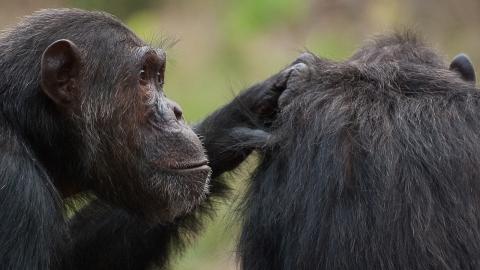 Chimpanzees interact in Gombe National Park, Tanzania. A recent study by University of Nebraska–Lincoln researchers suggests that humans and chimps exhibit nearly identical patterns in how they interact socially and remember things in their environment. 
