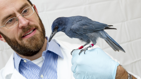 A pinyon jay perches on the hand of Jeffrey Stevens, associate professor at the University of Nebraska-Lincoln. Stevens and doctoral advisee Juan Duque have shown that a hormone called mesotocin may contribute to the food sharing and other prosocial behaviors that pinyon jays exhibit in the wild.